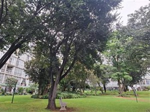 Apartment to rent in Bedfordview, Bedfordview