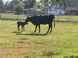 Small Holding for sale in Sundra, Delmas