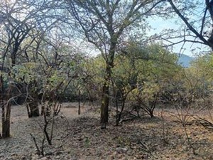 Vacant Land for sale in Leeupoort, Thabazimbi